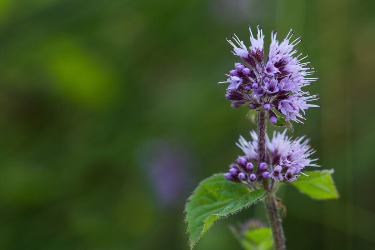 A purple Wild Mint flower in a Montana wetland