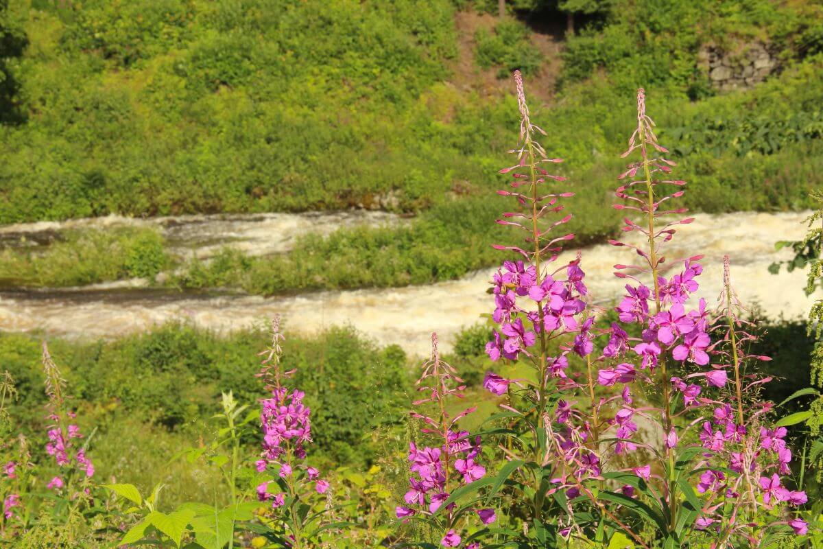 Fireweed wildflowers along the bank of river in Glacier National Park