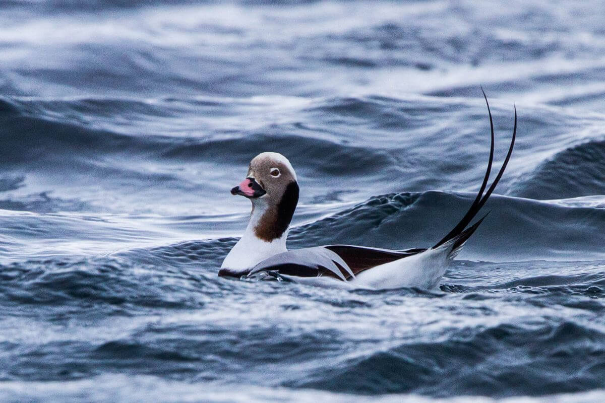 A long-tailed duck swimming in choppy, dark blue waters in Montana.