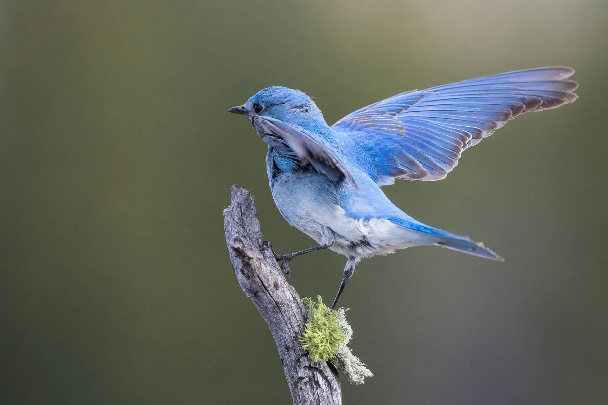 A vibrant bluebird perched on a twig with its wings spread readies for flight