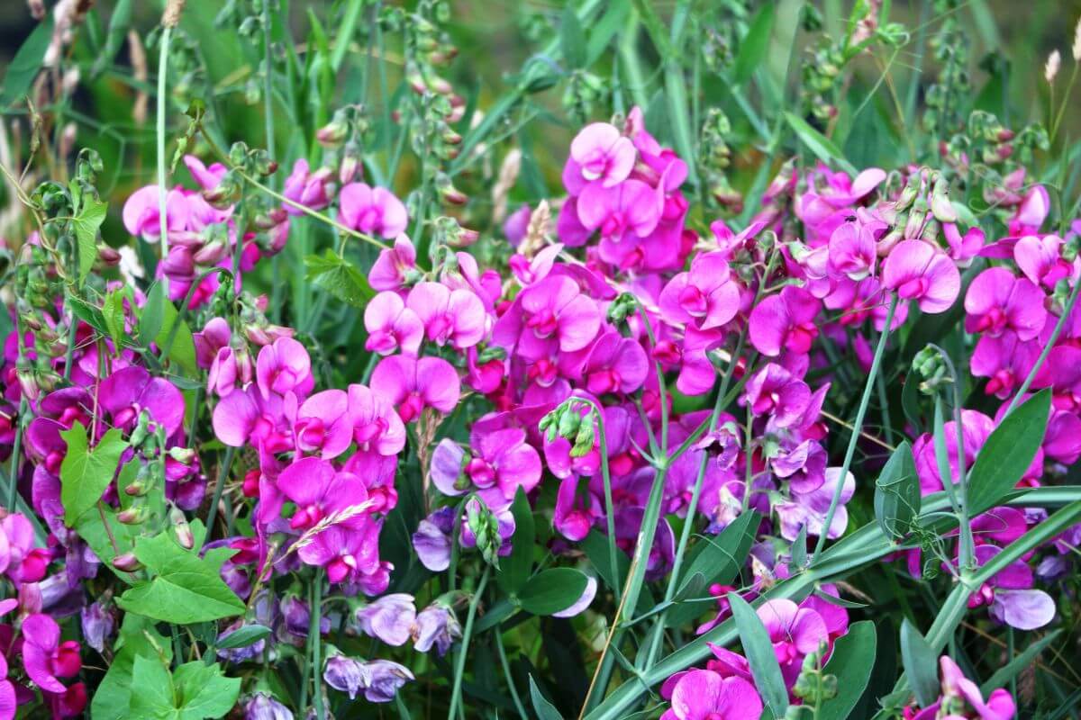 A cluster of Everlasting Pea wildflowers along a riverbank in Montana