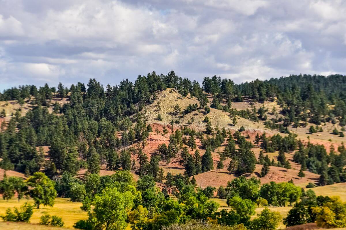 Montana Mountain and Trees