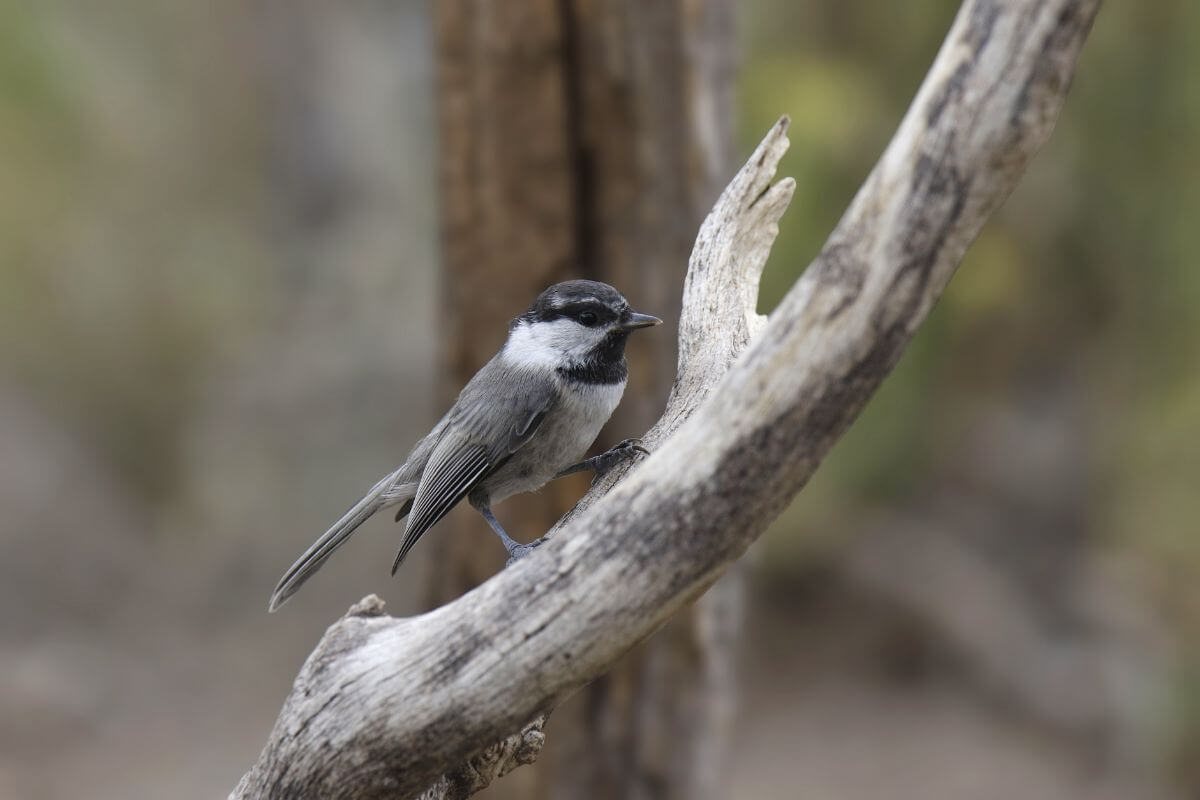 A mountain chickadee perched on a bare tree branch in the Montana woods