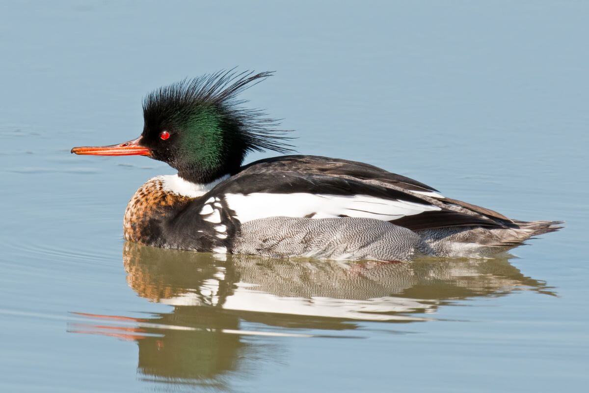 A red-breasted merganser duck, common in Montana, floats calmly on a water surface.