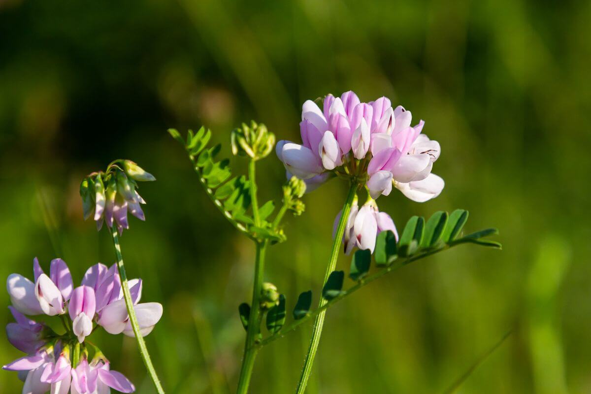 A close up of a pink Crown Vetch wildflower along a sandy bank in Montana
