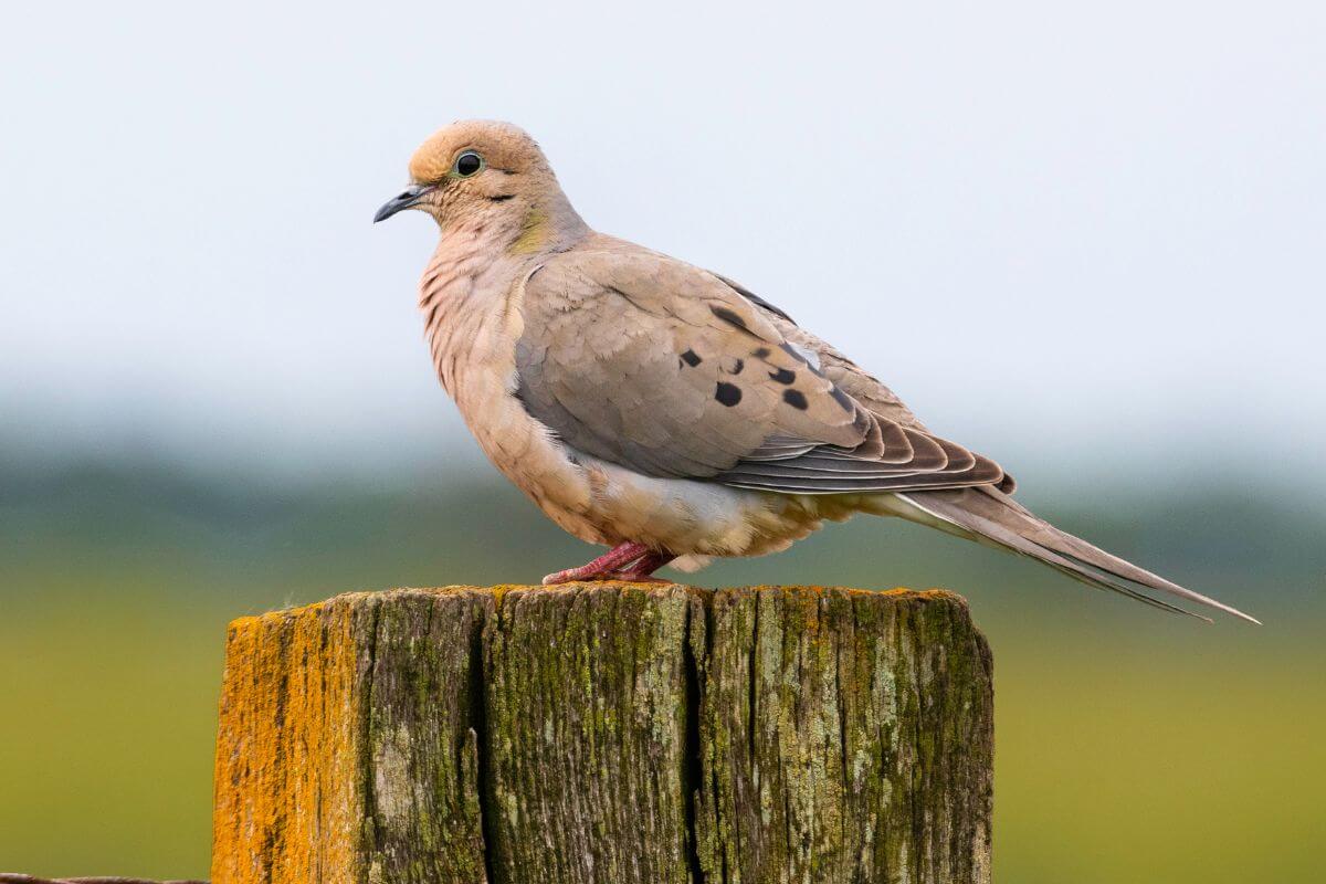 A mourning dove perched atop a weathered wooden post close to a Montana property