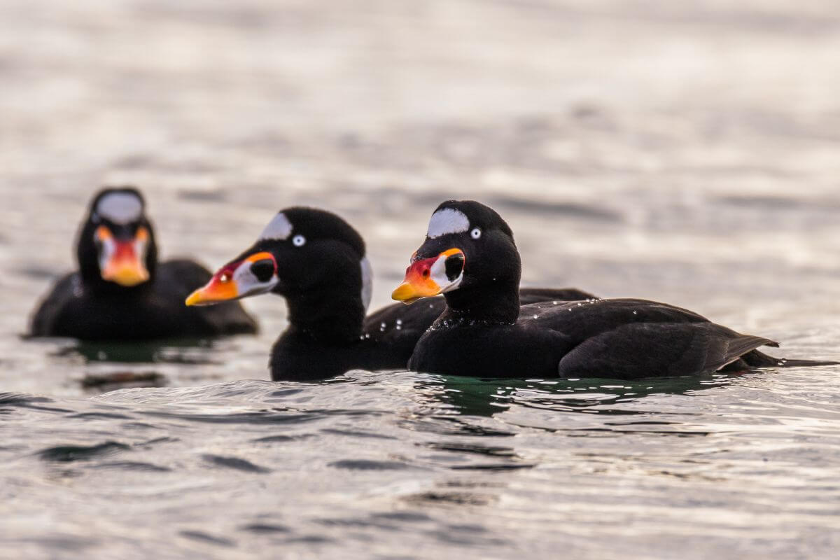 Three surf scoters with distinctive black plumage and colorful orange and white bills swimming in Montana's waters