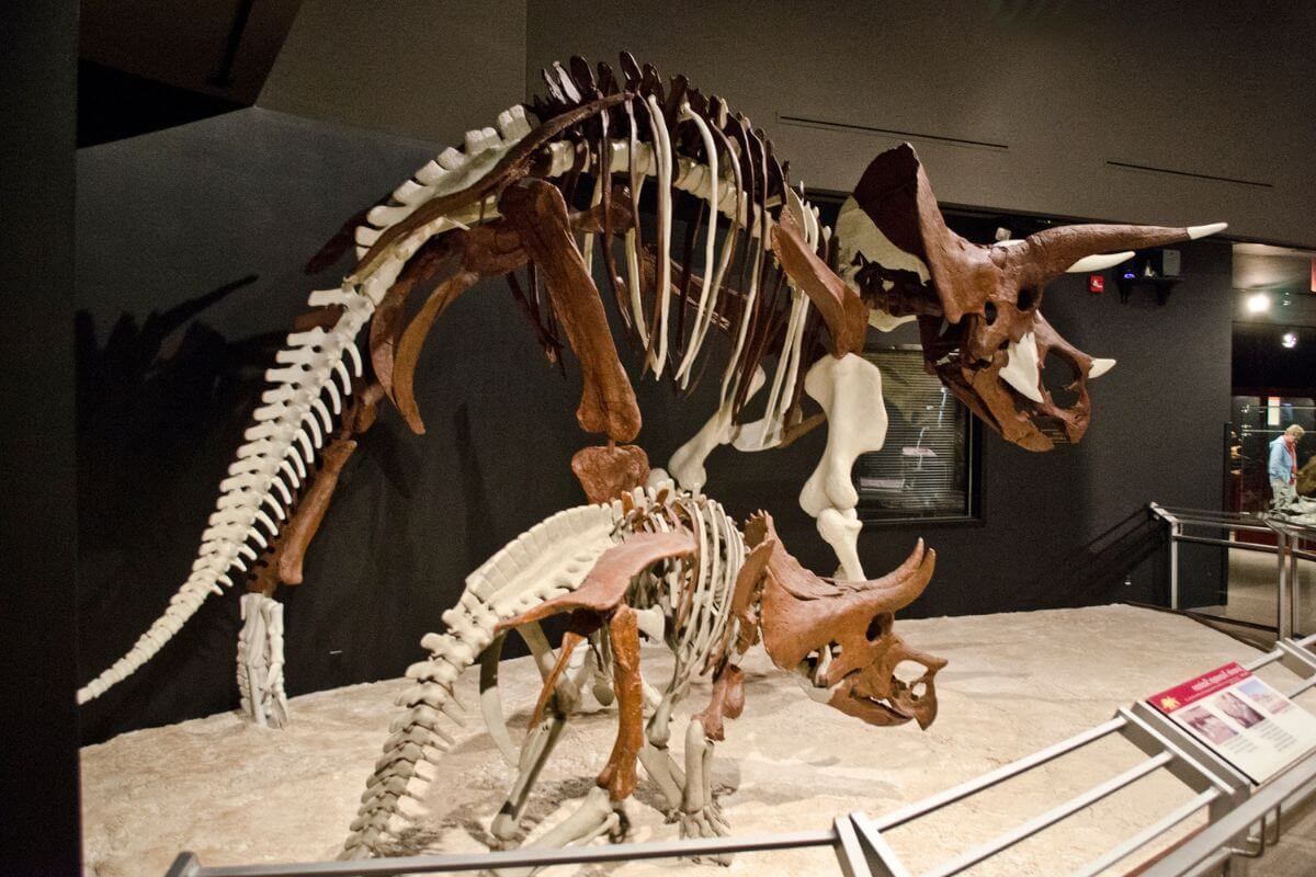 A display of dinosaur skeletons at the Museum of the Rockies, Montana.