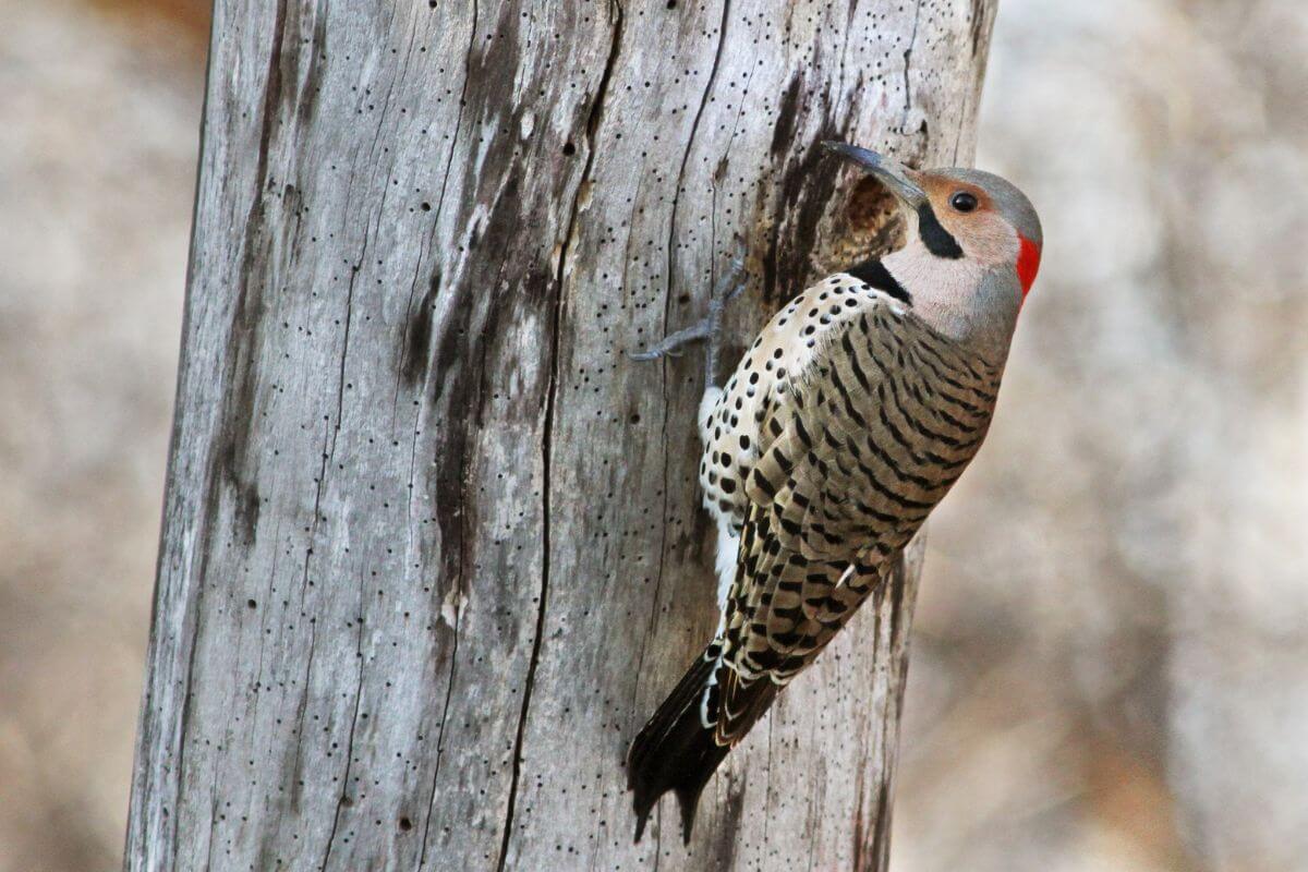 A northern flicker with a speckled brown body and black spots clings to the side of a gray tree trunk in the Montana woodlands.