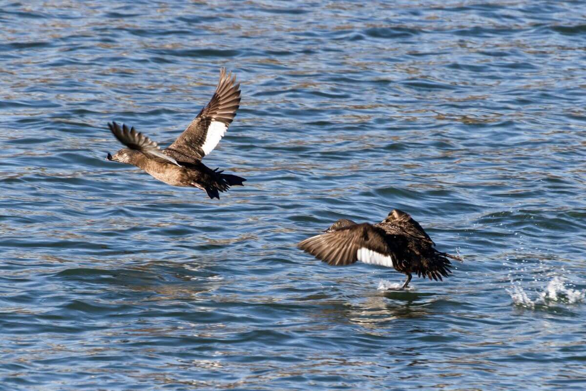 Two white-winged scoter ducks in flight over a body of water in Montana.
