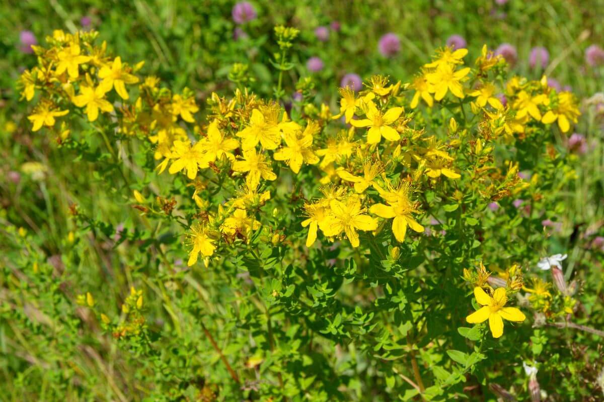 Yellow St. John’s Wort wildflowers growing in a Montana field.
