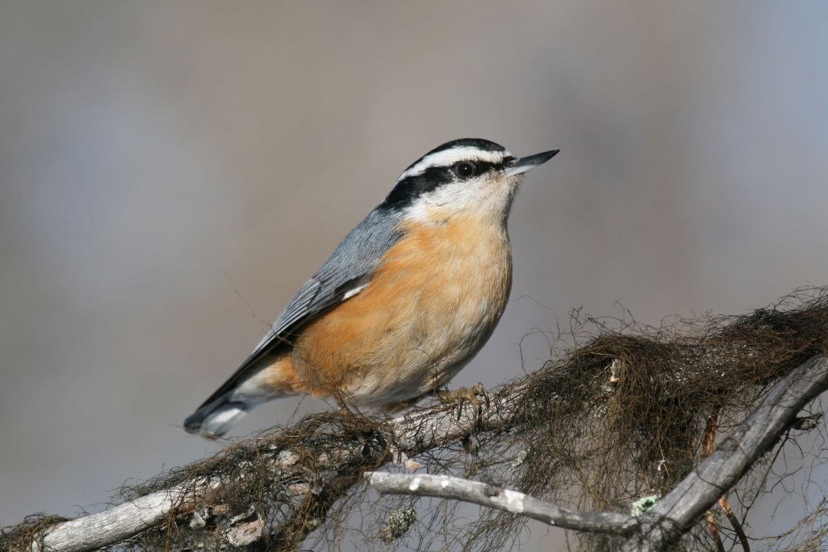 A close-up of a red-breasted nuthatch perched on a branch in the Montana woods.