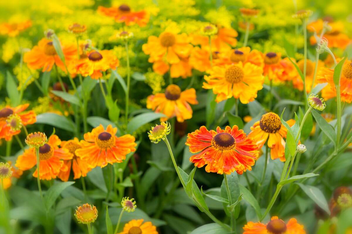 Clusters of orange and yellow Sneezeweed flowers in Montana field
