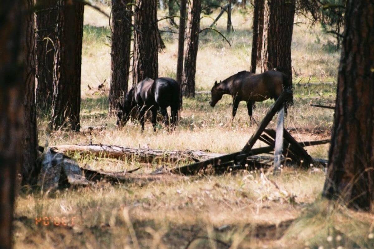 Two horses grazing in Wild Horse Island State Park in Montana.