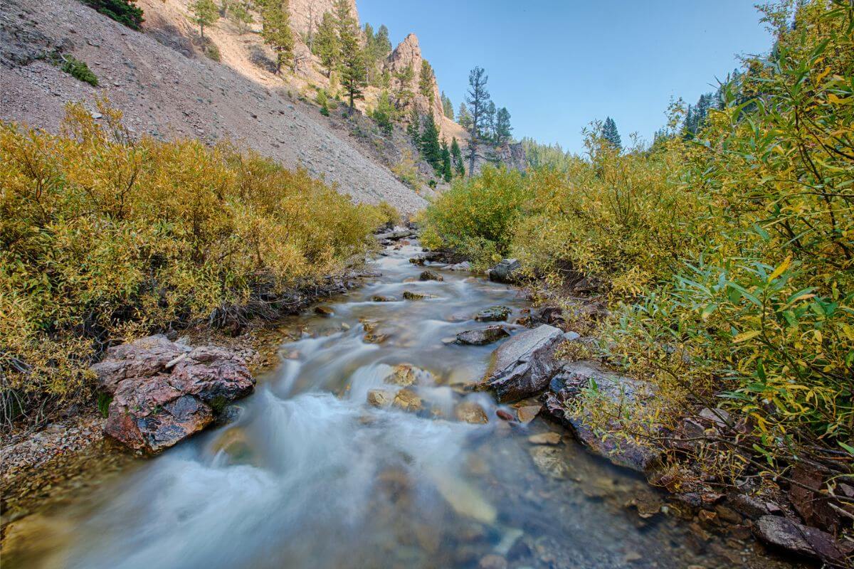 A stream running through a vegetated area in a Montana mountain.