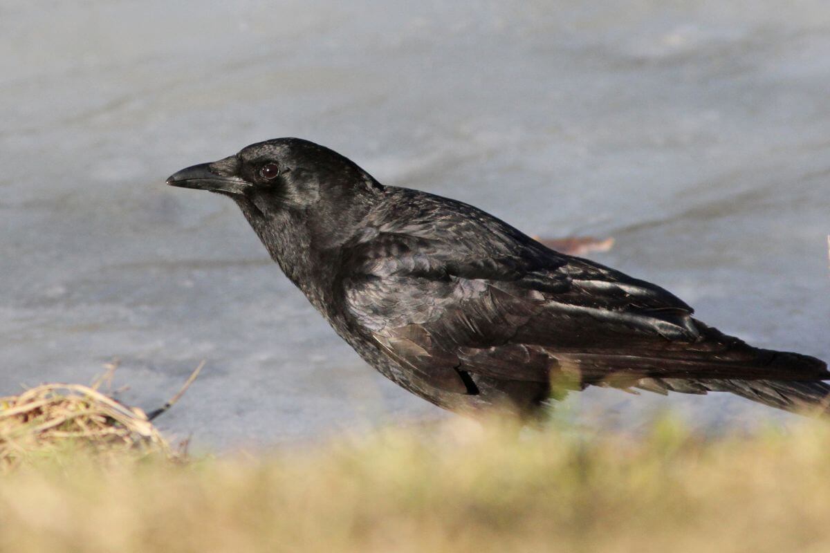 A black crow stands on the ground near a patch of ice in Montana.