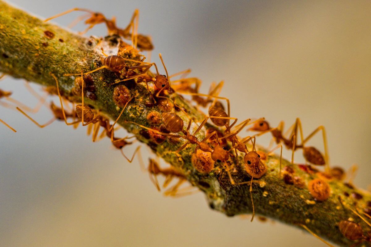 Ants on a branch of a tree.