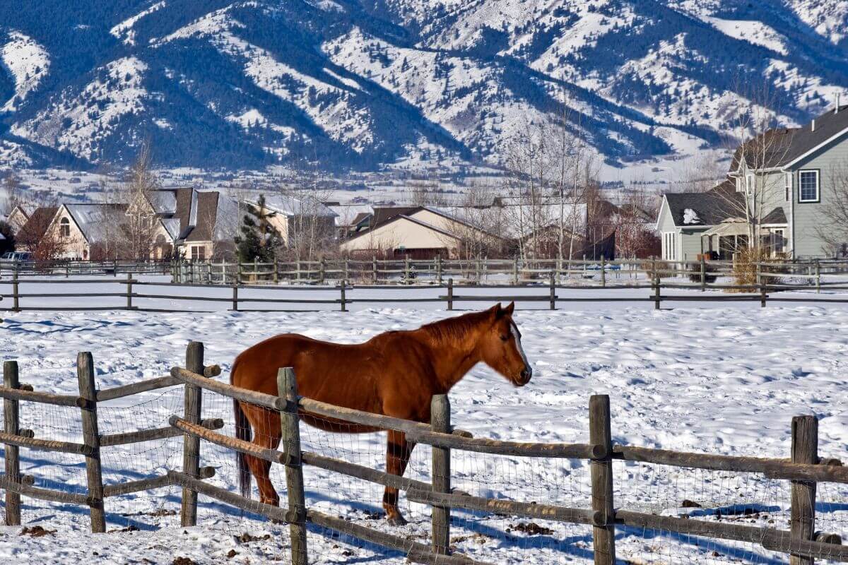 A horse standing in a snowy pasture in Montana with mountains in the background.