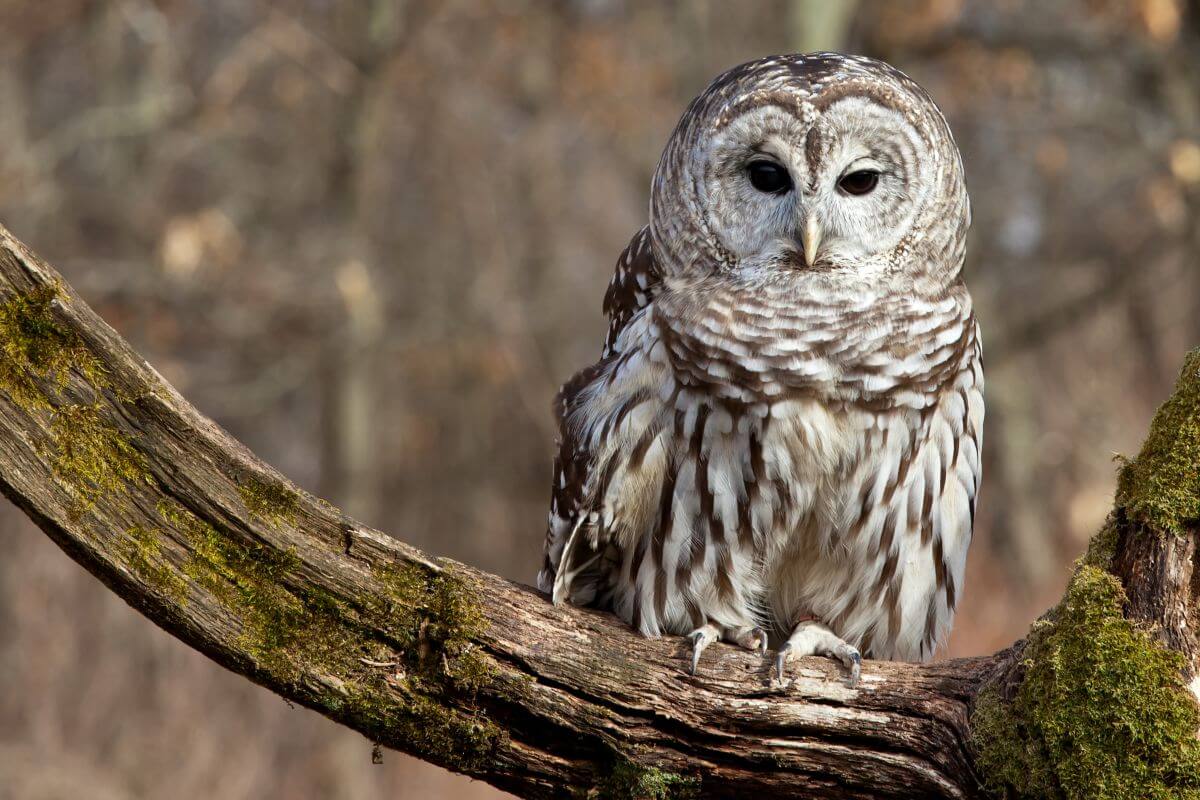 A barred owl perched on a mossy tree branch in a woodland setting.