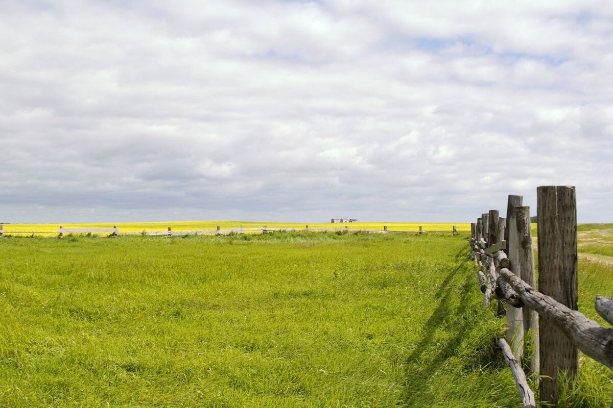 A wooden fence in the middle of a field of canola in Montana.