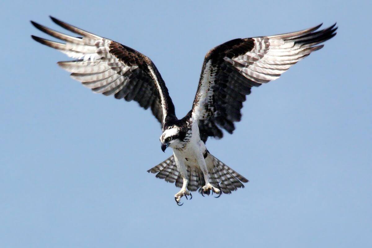 A Montana osprey with its wings fully extended in flight, showcasing its distinctive black and white feathers.
