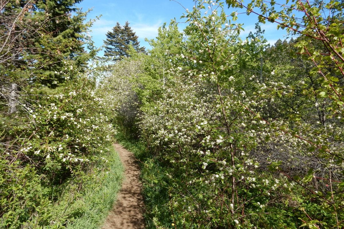 A trail through a Montana forest of Bitter Cherry adorned with vibrant flowers.