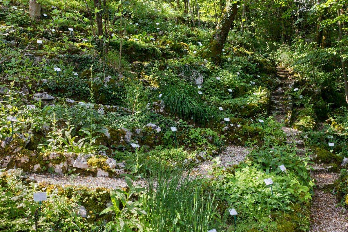 ZooMontana's Botanical Garden features a rocky path surrounded by lush plant life.