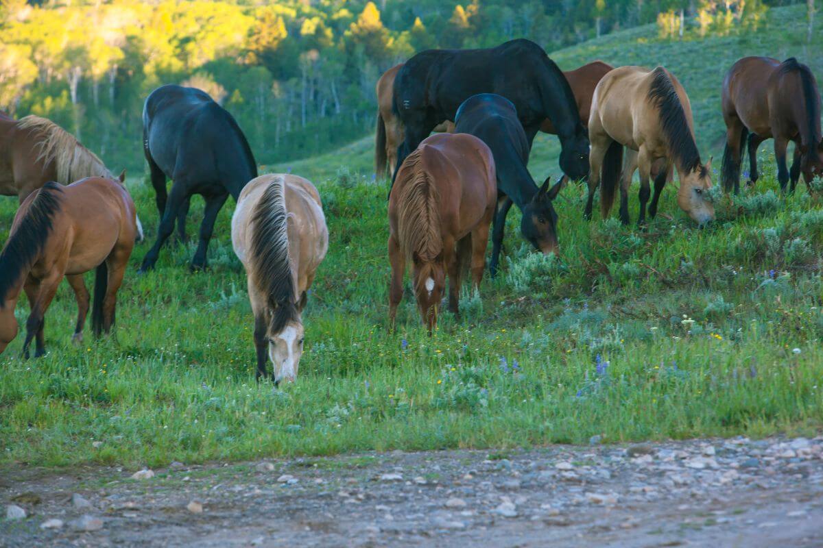 A herd of Montana mountain horses grazing on a green hillside with trees in the background.