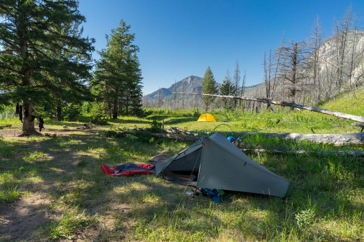 A solo traveler has set up a loosely arranged tent in a Montana forest.
