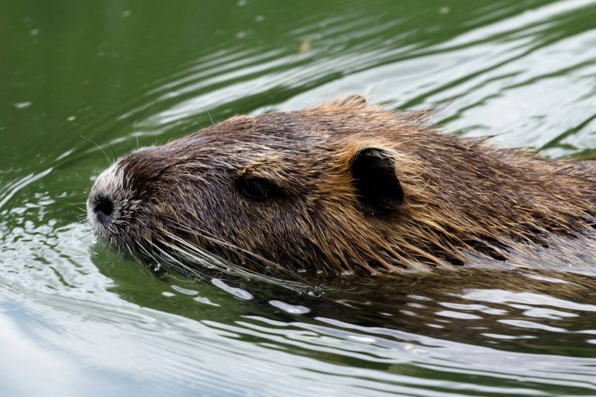 Close-up of a nutria, one of the Montana invasive species, swimming in green water.