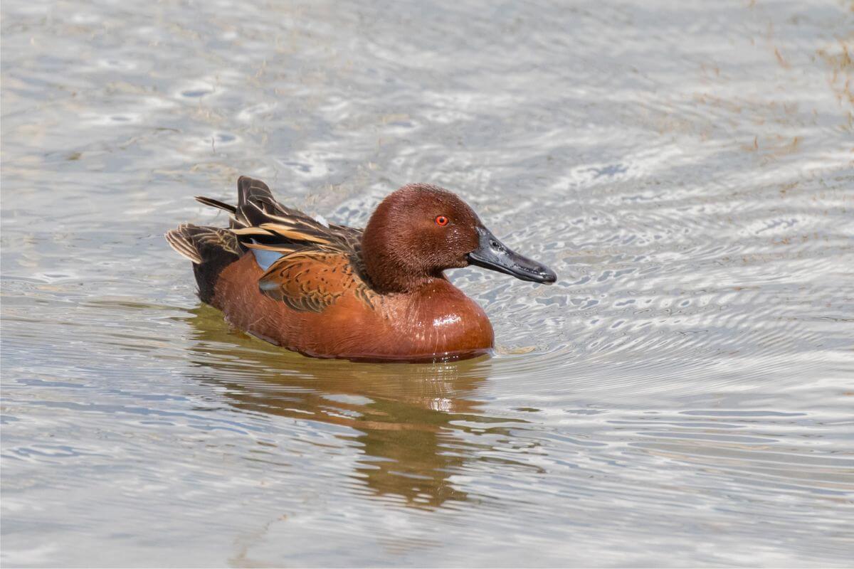 A cinnamon teal resting on a body of water in Montana.