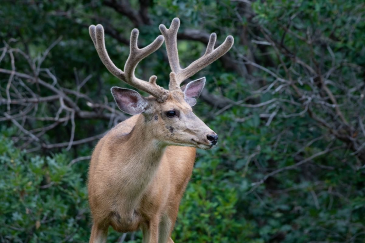 A lone mule deer is alerted to a presence from its location in the Montana woods.