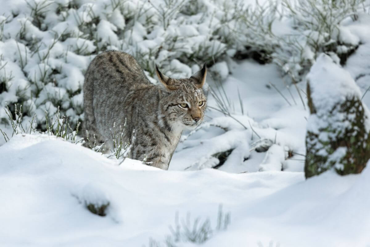 A Canadian Lynx prowls through a snowy landscape in Montana, partially blending into its surroundings.