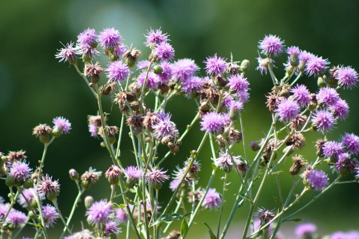 A close up of purple thistle in a field located in Montana.