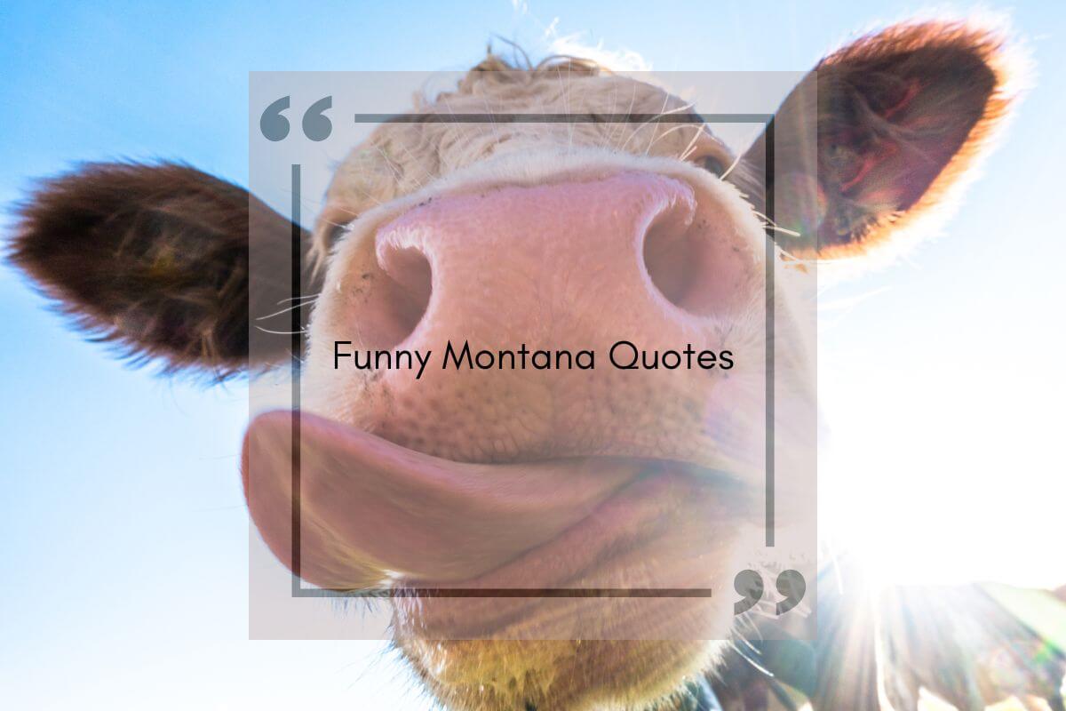 Funny quotes about Montana with a close-up shot of a cow sticking out its tongue in the background.