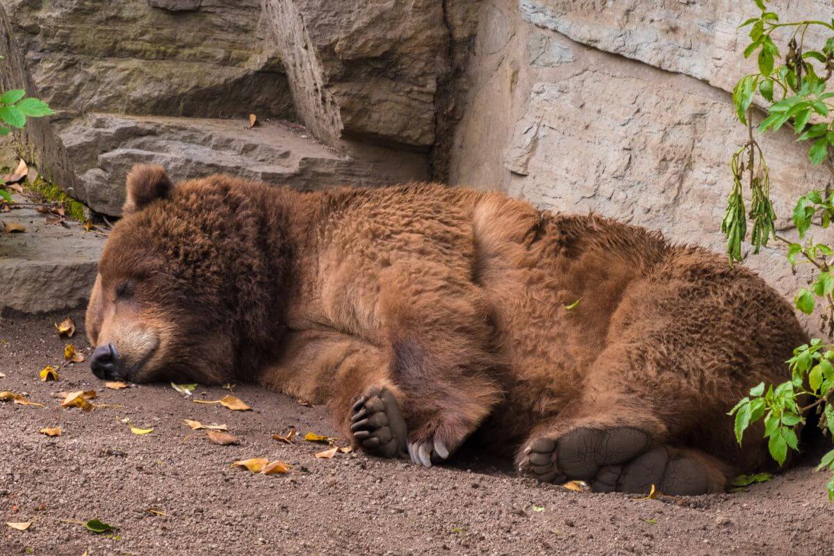 Sleeping Grizzly Bear in Montana