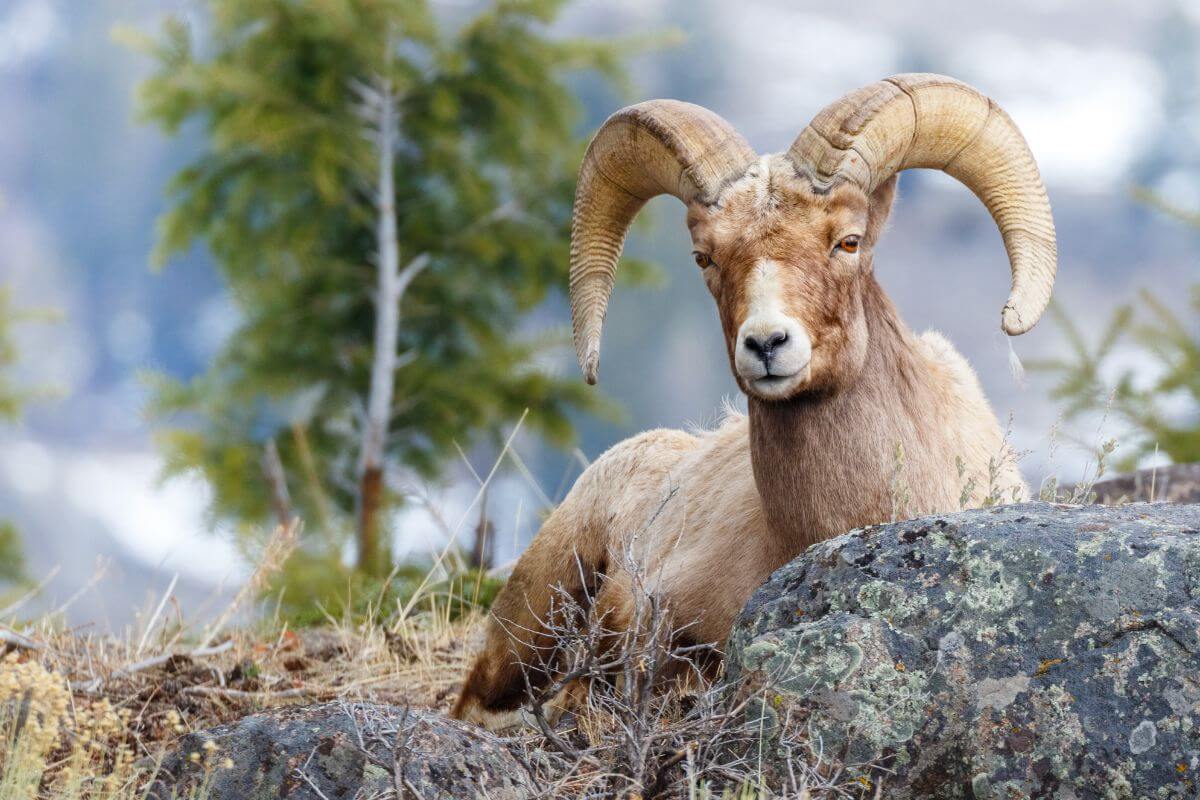 A Montana bighorn sheep with large, curved horns sits on a rocky terrain in Koo-Koo-Sint Bighorn Sheep Viewing Site in Montana