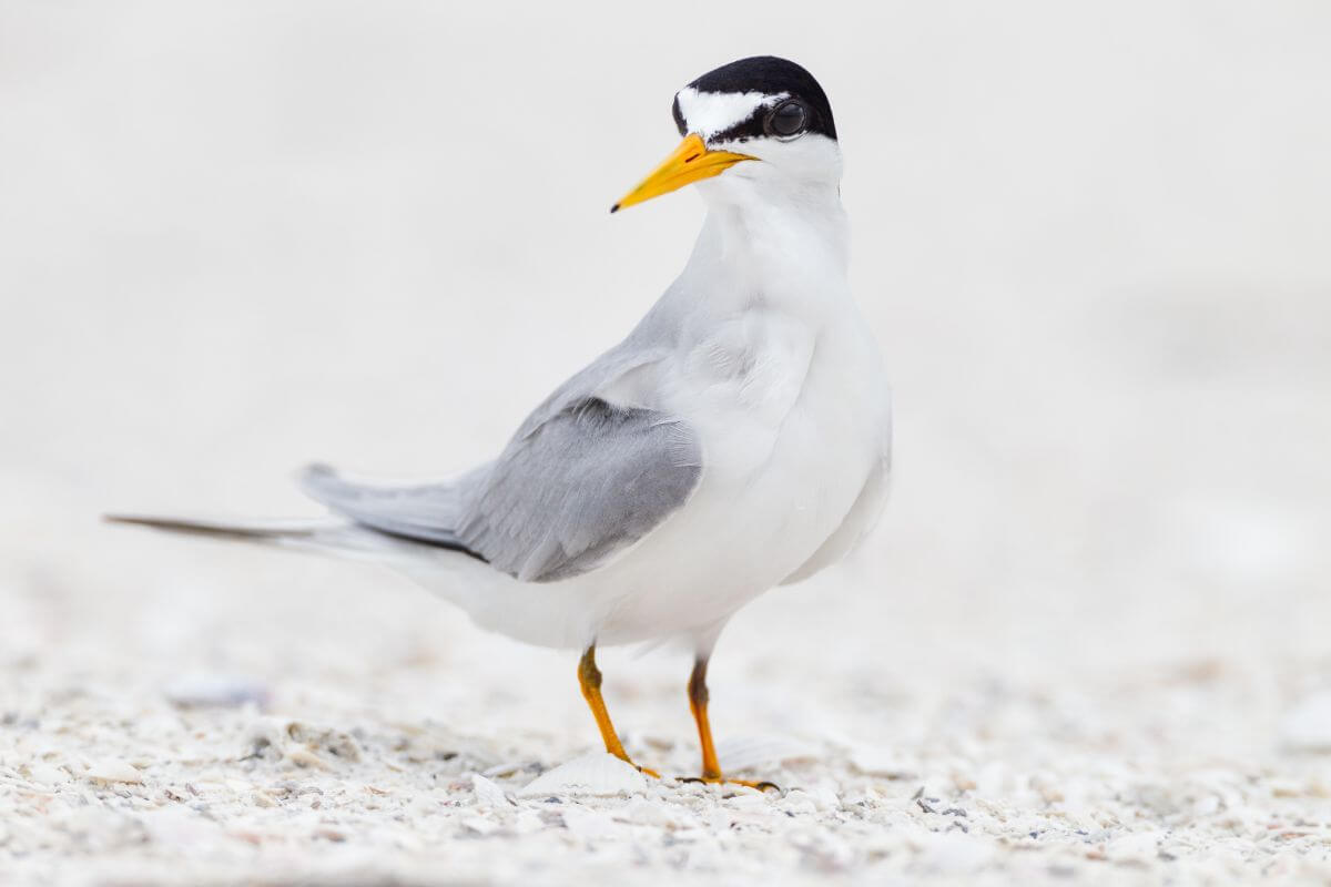 A Least Tern, one of Montana's endangered species, standing on sandy ground.