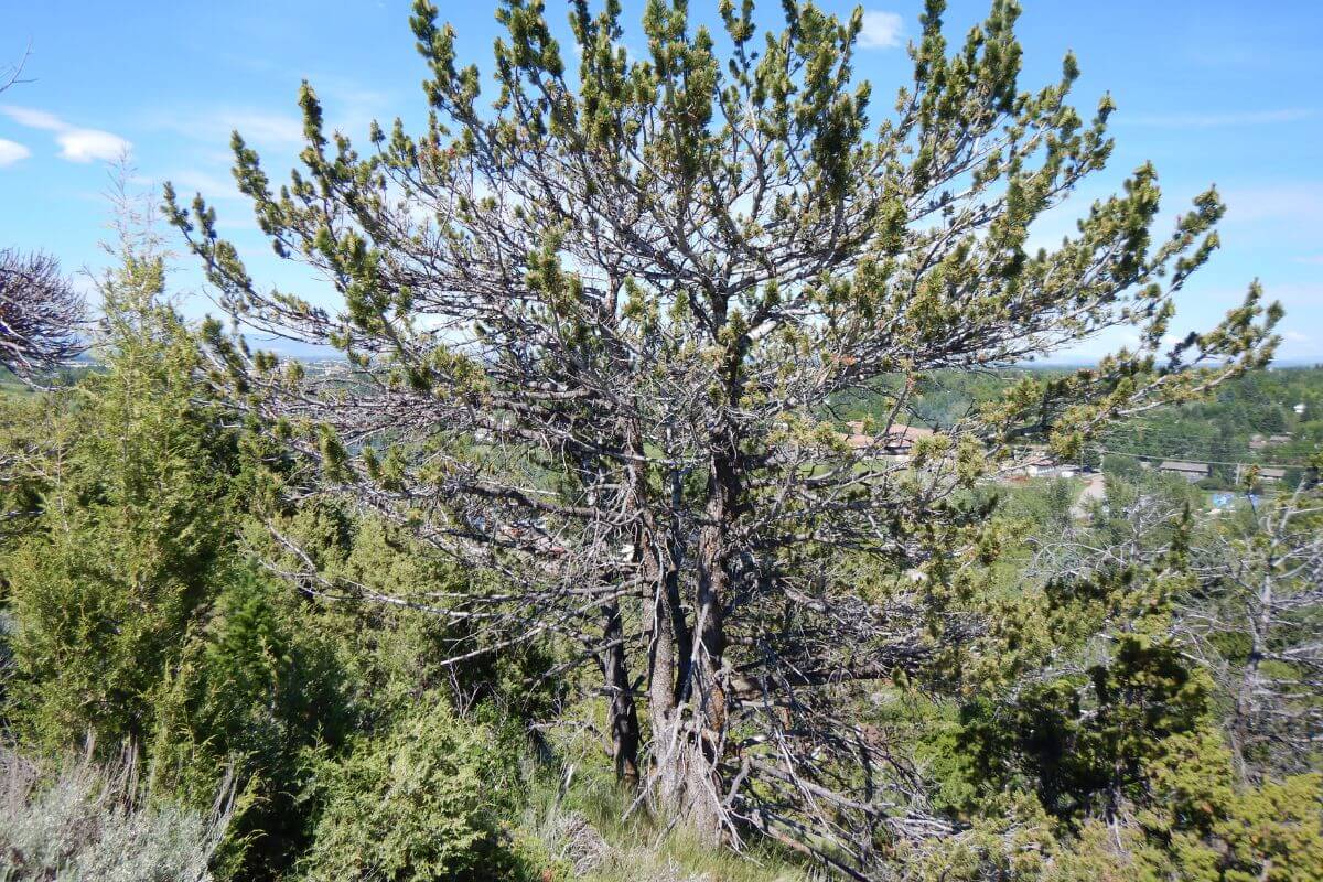 A Montana pine tree on the side of a hill.