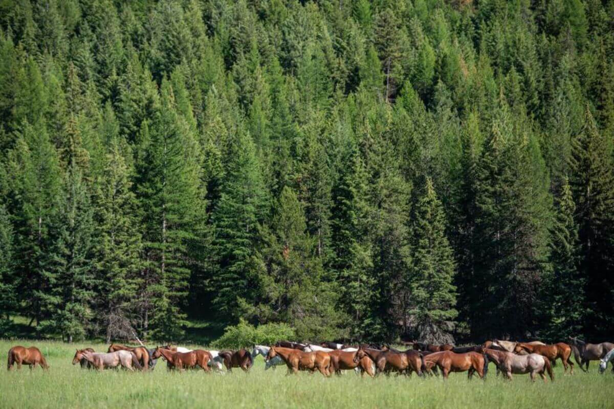 A herd of horses grazes in a green meadow on McGinnis Meadows Cattle and Guest Ranch, with a dense forest of tall, evergreen trees in the background.