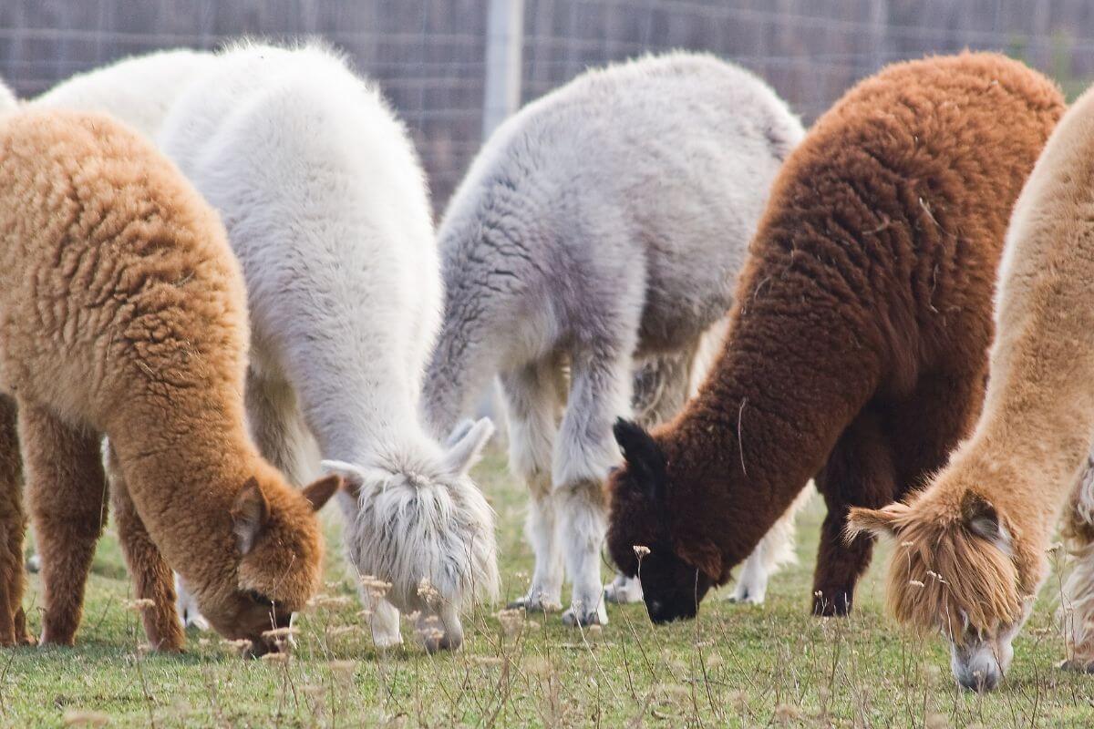 A group of fluffy Montana alpacas grazing peacefully in a field.