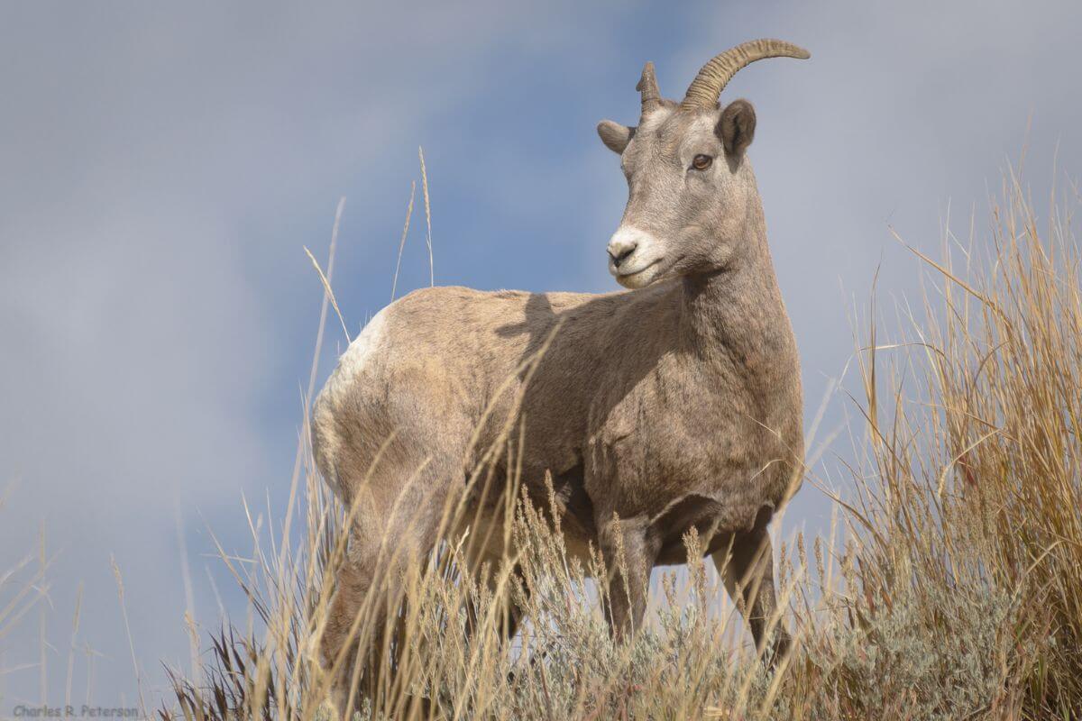 A female bighorn surveys her surroundings from a grassy elevated vantage point in Montana.