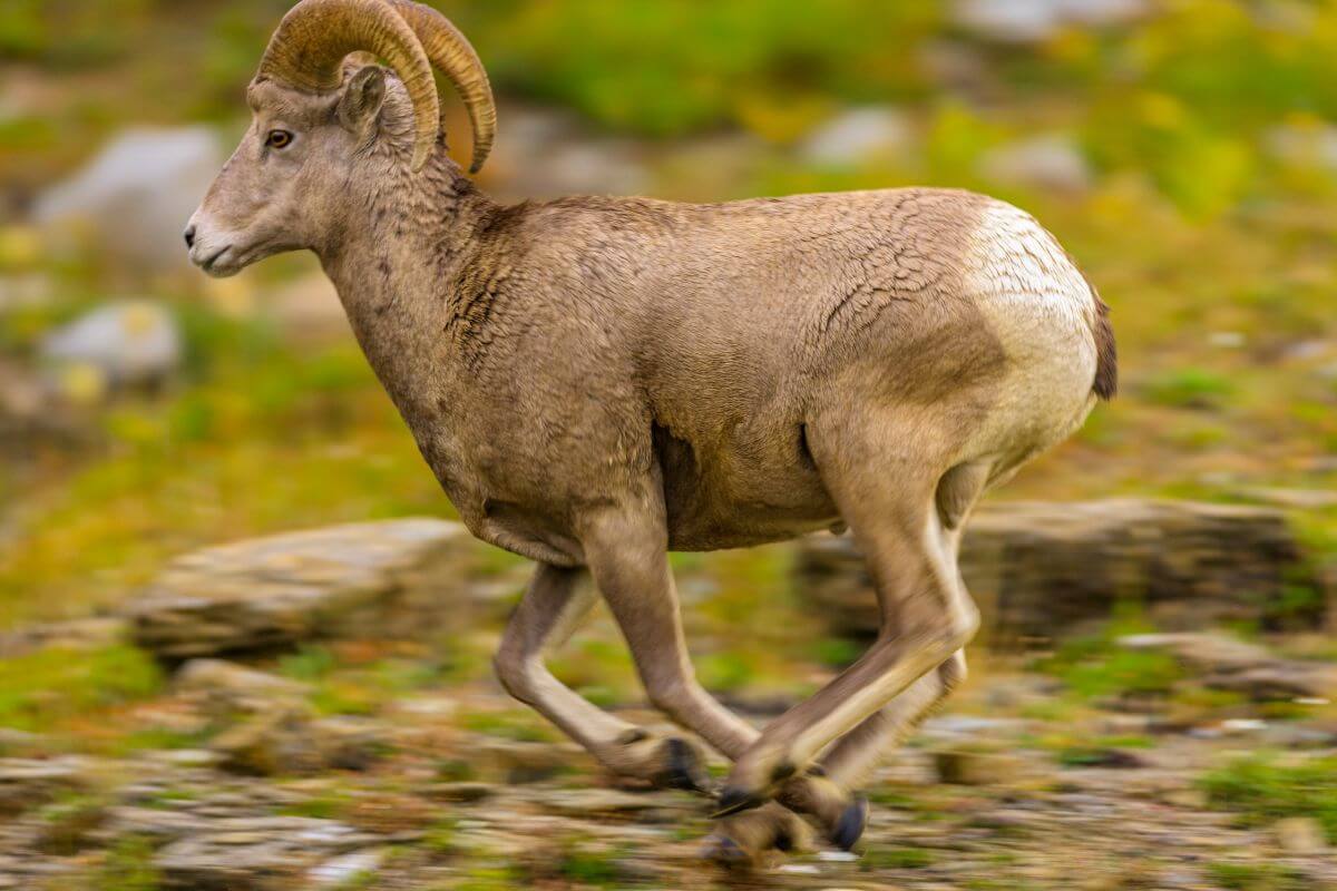 A bighorn sheep scrambles across a rocky path in an attempt to flee from a hunter during bighorn sheep hunting season in Montana