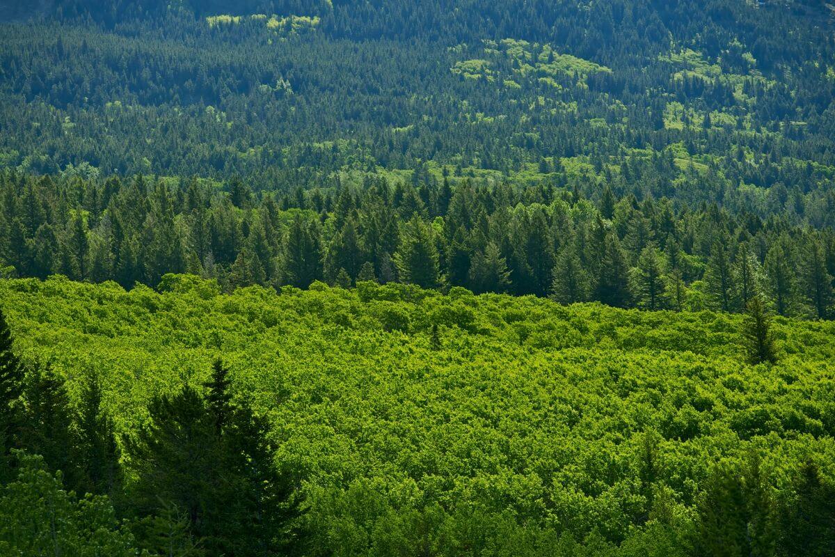 A green forest with mountains in the background in Montana.
