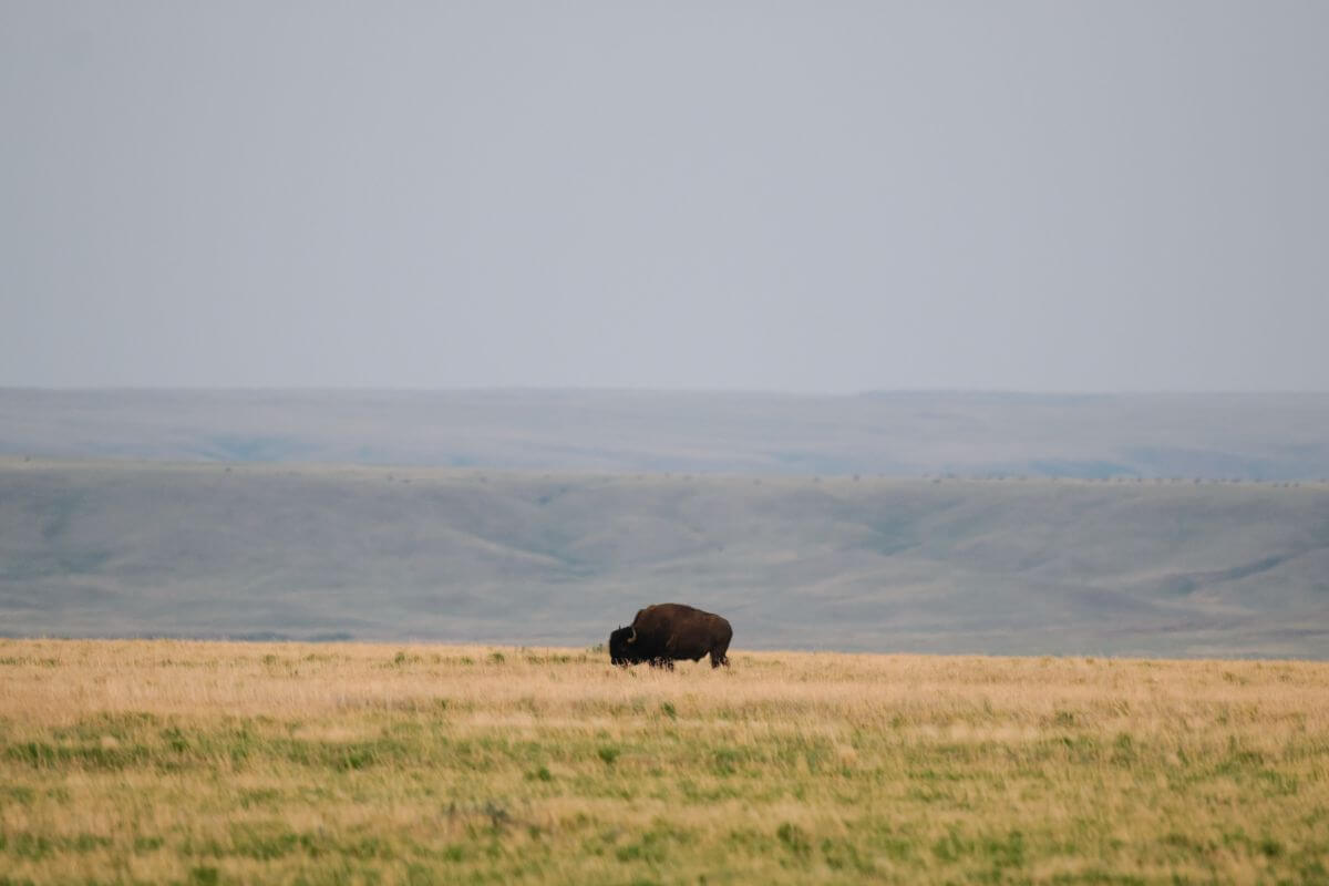 A lone bull bison grazes on a grassy field in Montana