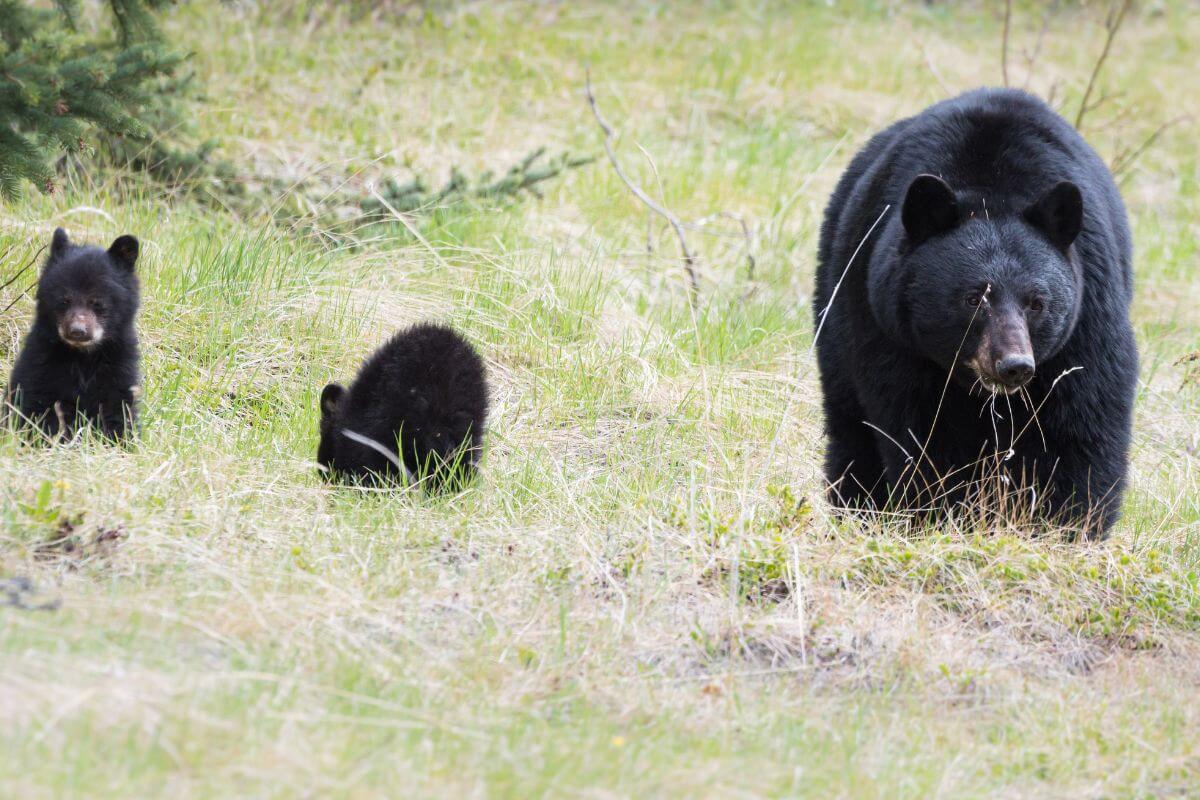 A watchful black bear mother with her two cubs in a grassy clearing in Montana.