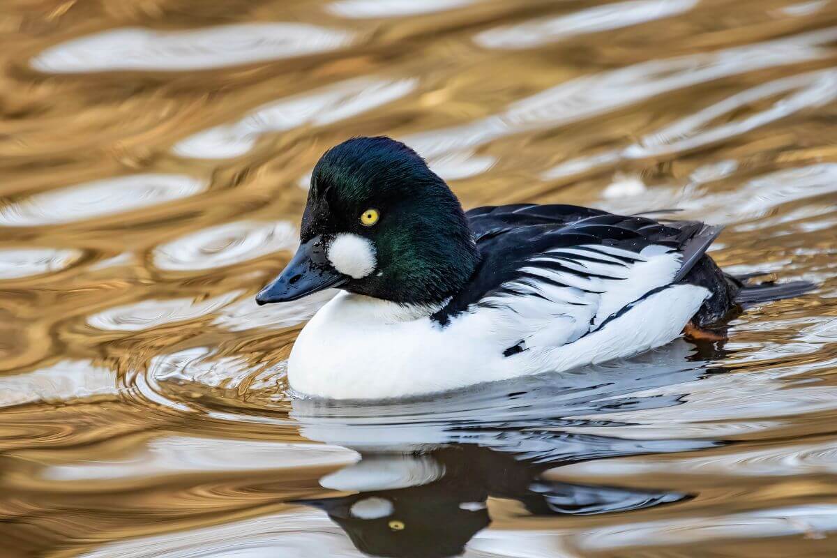 A Goldeneye spotted swimming gracefully in the water during Montana duck season