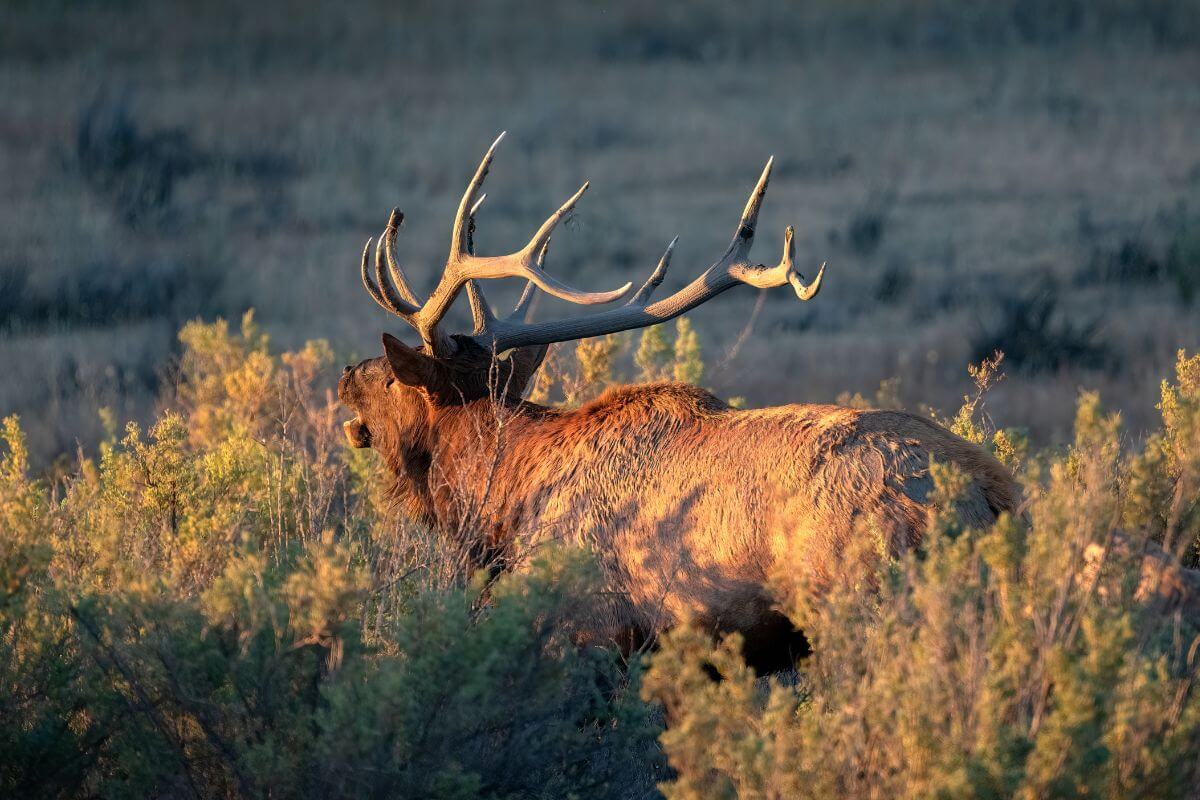 An antlered bull elk issues a challenging call while standing in a bushy area in Montana.