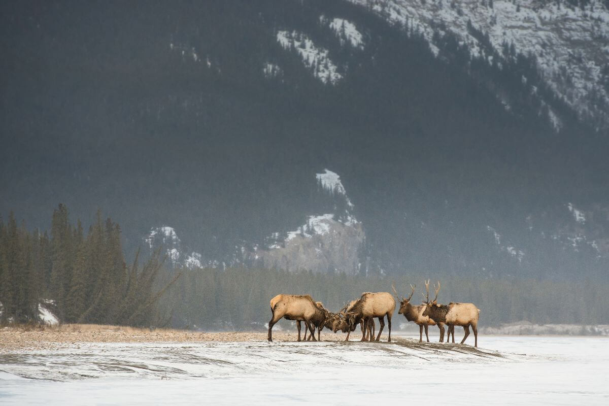Elk bulls challenging each other for dominance on a snowy field in Montana