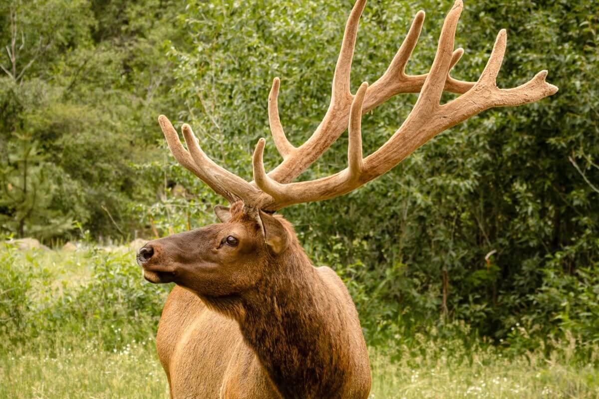 A large Montana elk with impressive antlers stands in a lush green forest, looking off to the side.
